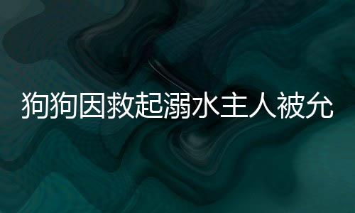 狗狗因救起溺水主人被允許上桌吃飯，一段感人至深的忠誠故事